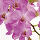 Miniatura fototapety Różowe orchidee na białym tle