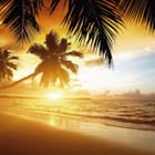 Miniatura fototapety Palmy i zachód słońca na plaży