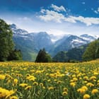 Miniatura fototapety Żółte kwiaty na tle gór