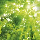 Miniatura fototapety Las o świcie z promieniami słońca