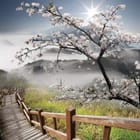 Miniatura fototapety Kwitnąca gałąź na tle gór