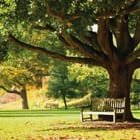 Miniatura fototapety Poranny las z ławką w parku