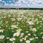 Miniatura fototapety Stokrotki na tle zielonej łąki