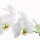 Miniatura fototapety Białe orchidee na gałązce