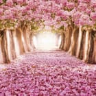 Miniatura fototapety Aleja z Różowymi Kwiatami Sakury