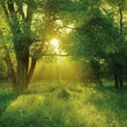 Miniatura fototapety Las o świcie z promieniami słońca