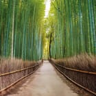 Miniatura fototapety Ścieżka wśród bambusów