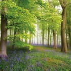 Miniatura fototapety Las z drzewami i fioletowymi kwiatami