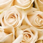 Miniatura fototapety Kremowe róże w pełnym rozkwicie