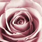 Miniatura fototapety Delikatne płatki róży w zbliżeniu