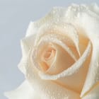 Miniatura fototapety Róża z kroplami wody