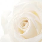 Miniatura fototapety Biała róża z kroplami wody