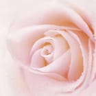 Miniatura fototapety Róże w kroplach wody