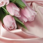 Miniatura fototapety Bukiet różowych tulipanów na tkaninie