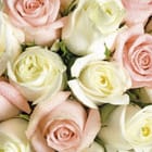 Miniatura fototapety Bukiet róż w kroplach wody