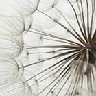 Miniatura fototapety Zbliżenie na delikatne dmuchawce