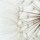 Miniatura fototapety Zbliżenie dmuchawca z nasionami