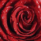 Miniatura fototapety Czerwona róża z kroplami wody