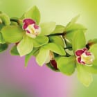 Miniatura fototapety Zielone orchidee na gałęzi