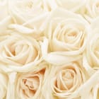 Miniatura fototapety Bukiet białych róż w zbliżeniu