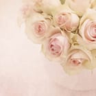 Miniatura fototapety Bukiet Różowych Róż z Zielonymi Liśćmi