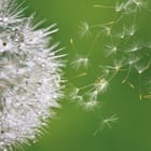 Miniatura fototapety Dmuchawce i Zielone Tło