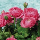 Miniatura fototapety Bukiet Różowych Piwonii