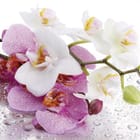 Miniatura fototapety Orchidee na mokrej powierzchni