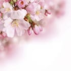 Miniatura fototapety Gałązka kwitnącej wiśni Sakura