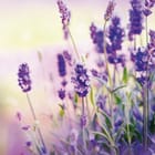 Miniatura fototapety Lawenda w pełnym rozkwicie