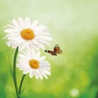 Miniatura fototapety Stokrotki w zielonym ogrodzie