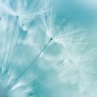 Miniatura fototapety Dmuchawce na wietrze