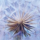 Miniatura fototapety Zbliżenie dmuchawca z nasionami