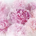 Miniatura fototapety Bukiet różowych piwonii