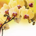 Miniatura fototapety Żółte orchidee na gałązce