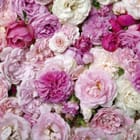 Miniatura fototapety Kwiaty róży w odcieniach różu i bieli