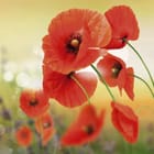 Miniatura fototapety Czerwone maki w rozmytym tle