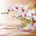 Miniatura fototapety Gałązka Orchidei nad Wodą