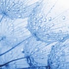 Miniatura fototapety Dmuchawce z kroplami wody