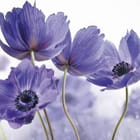 Miniatura fototapety Fioletowe maki z rozmytym tłem