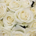 Miniatura fototapety Bukiet białych róż w zbliżeniu