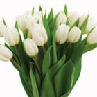 Miniatura fototapety Bukiet Białych Tulipanów i Liście