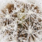 Miniatura fototapety Makro zbliżenie dmuchawca z kroplami