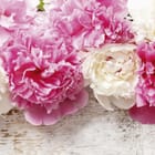 Miniatura fototapety Bukiet Piwonii na Drewnianym Tle