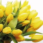 Miniatura fototapety Bukiet Żółtych Tulipanów na Białym Tle