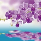 Miniatura fototapety Gałąź orchidei nad wodą