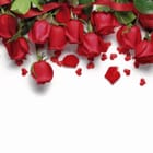 Miniatura fototapety Czerwone róże na białym tle