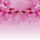 Miniatura fototapety Różowe orchidee na gałęzi