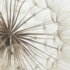 Miniatura fototapety Zbliżenie na delikatne dmuchawce