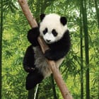 Miniatura fototapety Panda wśród bambusów